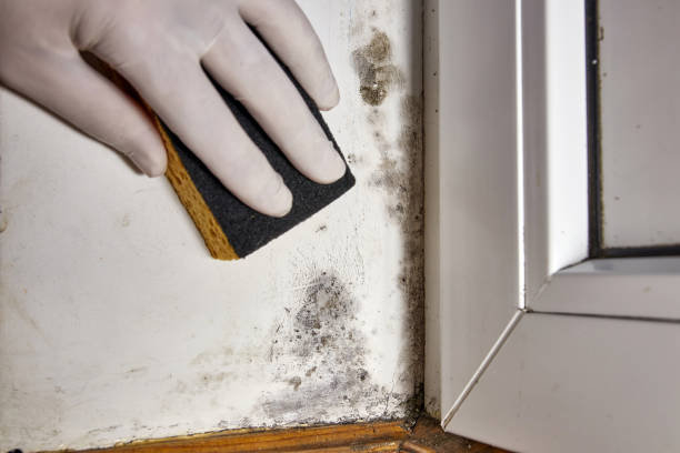 Best Water damage restoration mold remediation  in Layton, UT